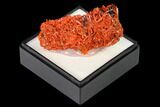 Bright Orange Crocoite Crystal Cluster - Tasmania #171667-1
